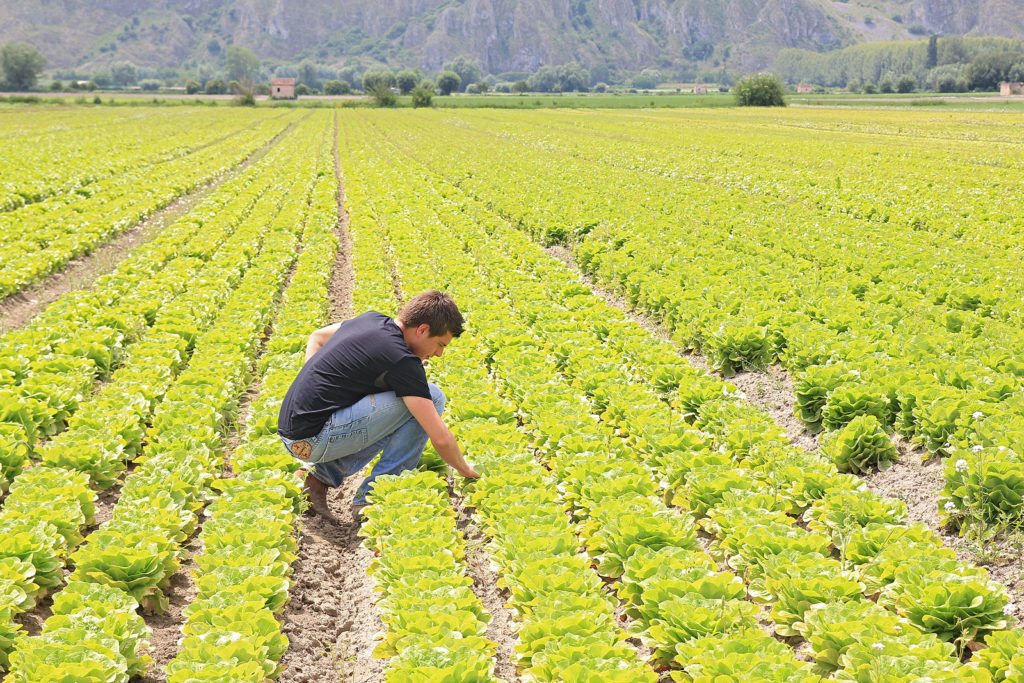 ESONERO CONTRIBUTIVO PER IMPRENDITORI AGRICOLI PROFESSIONALI E